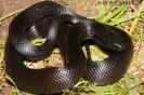 lampropeltis06.jpg (79582 Byte)