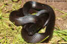 lampropeltis07.jpg (73963 Byte)