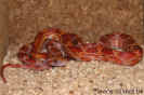 lava01.jpg (67923 Byte)