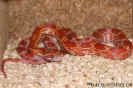 lava02.jpg (73300 Byte)