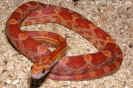 lava03.jpg (87656 Byte)