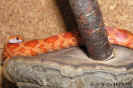 lava04.jpg (66539 Byte)