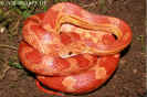 lava06.jpg (83895 Byte)