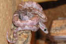 lavender02.jpg (55936 Byte)