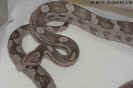 lavender05.jpg (58532 Byte)