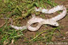 lavenderhetblood04.jpg (100678 Byte)