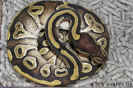 mojave01.jpg (96724 Byte)