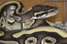 mojave03.jpg (67595 Byte)