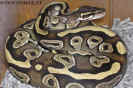 mojave04.jpg (91933 Byte)