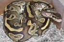 mojave05.jpg (95044 Byte)