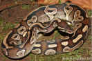 mojave07.jpg (92977 Byte)