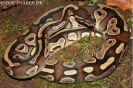 mojave08.jpg (98419 Byte)