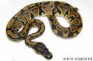 normalball06.jpg (63522 Byte)