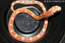 nz07amelmotley01.jpg (66133 Byte)