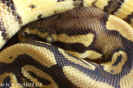 pastel01.jpg (56594 Byte)