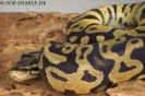 pastel02.jpg (59022 Byte)