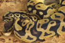 pastel03.jpg (69815 Byte)