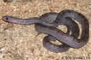 pewter01.jpg (90747 Byte)
