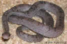 pewter02.jpg (76263 Byte)