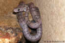 pewter03.jpg (72720 Byte)
