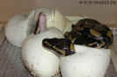 schlupf_balls.jpg (49546 Byte)