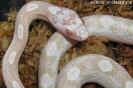 snowmotley02.jpg (60886 Byte)