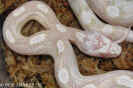 snowmotley04.jpg (64384 Byte)