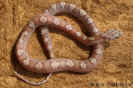 unknown02.jpg (80053 Byte)