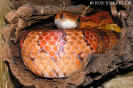 wild01.jpg (83563 Byte)