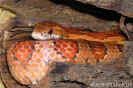 wild02.jpg (76287 Byte)