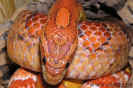 wild03.jpg (64431 Byte)